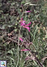 Illyrische Siegwurz (Wild Gladiolus, Gladiolus illyricus)
