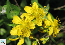 Johanniskraut (St. John's Wort, Hypericum sp.)