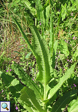 Kardendistel (Common Teasel, Dipsacus sylvestris)