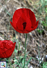 Klatschmohn (Corn Poppy, Papaver rhoeas)