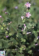 Kretische Strauchpappel (Cornish Mallow, Lavatera cretica)