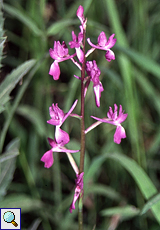 Lockerblütiges Knabenkraut (Lax-flowered Orchid, Orchis laxiflora)