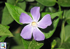 Mittleres Immergrün (Intermediate Periwinkle, Vinca difformis)