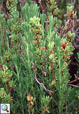 Montpellier-Kampferkraut (Spiny Golden Star, Camphorosma monspeliaca)