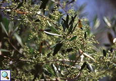 Ölbaum (Olive Tree, Olea europaea)