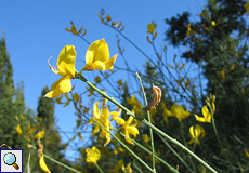 Pfriemenginster (Spanish Broom, Spartium junceum)