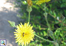 Pippau (Hawksbeard, Crepis sp.)