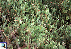 Portulak-Salzmelde (Sea Purslane, Atriplex portulacoides)