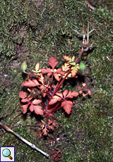 Purpur-Storchschnabel (Little Robin, Geranium purpureum)