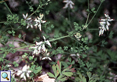 Rankender Erdrauch (White Ramping-fumitory, Fumaria capreolata)