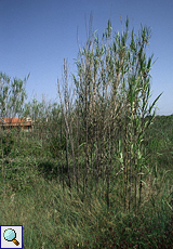 Riesenschilf (Giant Cane, Arundo donax)