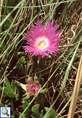 Rote Mittagsblume (Sour Fig, Carpobrotus acinaciformis)