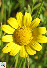 Saat-Wucherblume (Corn Marigold, Chrysanthemum segetum)