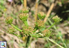 Safran-Rebendolde (Hemlock Water-dropwort, Oenanthe crocata)