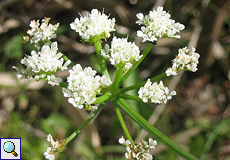 Safran-Rebendolde (Hemlock Water-dropwort, Oenanthe crocata)