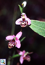 Schnepfen-Ragwurz (Woodcock Orchid, Ophrys scolopax)