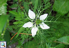 Schwarzkümmel (Love-in-a-Mist, Nigella damascena)