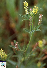 Sizilianischer Steinklee (Sicilian Melilot, Melilotus messanensis)