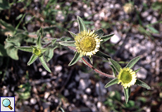 Stechendes Sternauge (Pallenis, Pallenis spinosa)