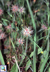 Sternklee (Starry Clover, Trifolium stellatum)