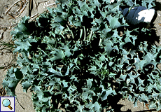 Stranddistel (Sea Holly, Eryngium maritimum)