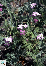 Strand-Levkoje (Sea Stock, Matthiola sinuata)