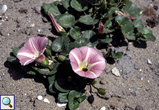 Strandwinde (Morning Glory, Calystegia soldanella)