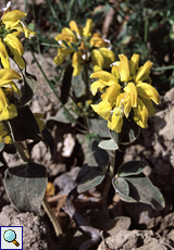 Strauchiges Brandkraut (Jerusalem Sage, Phlomis fruticosa)