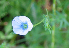 Südfranzösischer Lein (Narbonne Flax, Linum narbonense)