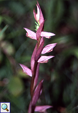 Violetter Dingel (Violet Limodore, Limodorum abortivum)