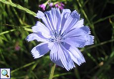 Wegwarte (Chicory, Cichorium intybus)