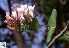 Windendes Geißblatt (Honeysuckle, Lonicera implexa)