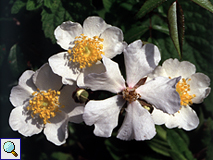 Zistrose (Rock Rose, Cistus sp.)