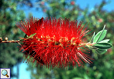 Zylinderputzer (Bottlebrush, Callistemon sp.)