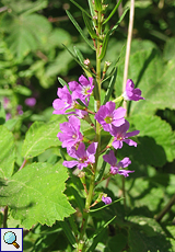 Binsenartiger Weiderich (False Grass-poly, Lythrum junceum)