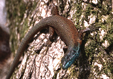Pracht-Kieleidechse (Keeled Lizard, Algyroides nigropunctatus nigropunctatus)