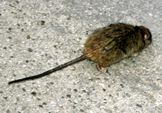 Unbestimmte Ratte