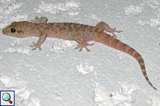 Europäischer Halbfingergecko (Mediterranean Gecko, Hemidactylus turcicus)