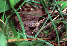 Springfrosch (Agile Frog, Rana dalmatina)