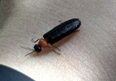 Italienischer Leuchtkäfer (Firefly, Luciola lusitanica)