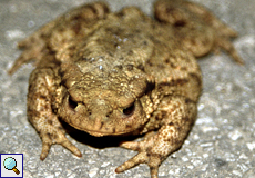 Erdkröte (Common Toad, Bufo bufo spinosus)