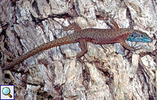 Männliche Pracht-Kieleidechse (Keeled Lizard, Algyroides nigropunctatus nigropunctatus)