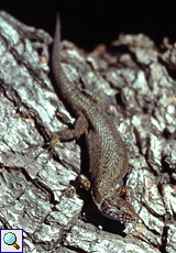 Weibliche Pracht-Kieleidechse (Keeled Lizard, Algyroides nigropunctatus nigropunctatus)