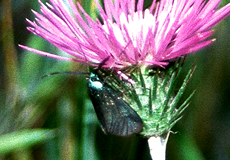 Grünwidderchen (Forester Moth, Adscita sp.)