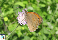 Großes Ochsenauge (Meadow Brown, Maniola jurtina)