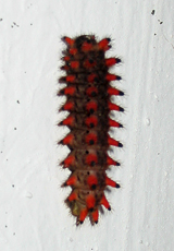 Raupe des Osterluzeifalters (Southern Festoon, Zerynthia polyxena)