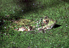 Seefrosch (Marsh Frog, Pelophylax ridibundus)