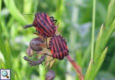 Streifenwanze (Striped Shieldbug, Graphosoma italicum)