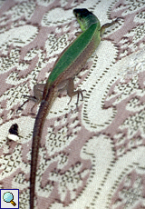 Taurische Eidechse (Balkan Wall Lizard, Podarcis taurica ionica)