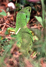 Westliche Smaragdeidechse (Western Green Lizard, Lacerta bilineata)